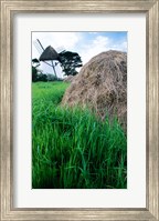 Traditional windmill in a field, Tacumshane Windmill, Tacumshane, Ireland Fine Art Print