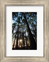 Low angle view of trees in a forest at sunrise Fine Art Print