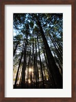 Low angle view of trees in a forest at sunrise Fine Art Print