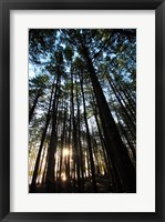 Low angle view of trees in a forest at sunrise Fine Art Print