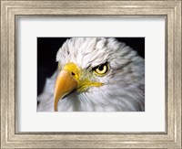 Close-up of a Bald eagle (Haliaeetus leucocephalus) Fine Art Print