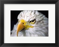 Close-up of a Bald eagle (Haliaeetus leucocephalus) Fine Art Print