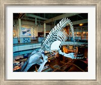Humpback whale skeleton hanging in a museum, Hawaii Maritime Center, Honolulu, Oahu, Hawaii, USA Fine Art Print