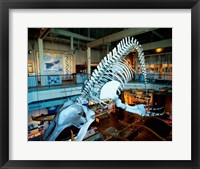 Humpback whale skeleton hanging in a museum, Hawaii Maritime Center, Honolulu, Oahu, Hawaii, USA Fine Art Print