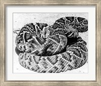 Close-up of a Western Diamondback Rattlesnake (Crotalus atrox) Fine Art Print