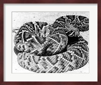 Close-up of a Western Diamondback Rattlesnake (Crotalus atrox) Fine Art Print