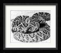 Close-up of a Western Diamondback Rattlesnake (Crotalus atrox) Fine Art Print