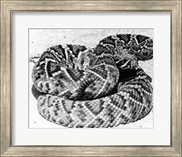 Close-up of a Western Diamondback Rattlesnake (Crotalus atrox) Fine Art Print