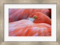 Flamingo Hiding Face Fine Art Print