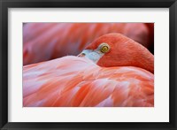 Flamingo Hiding Face Fine Art Print