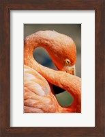 Flamingo Neck Fine Art Print
