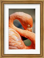 Flamingo Neck Fine Art Print