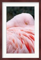 Flamingo Light Pink Fine Art Print
