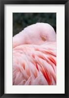 Flamingo Light Pink Fine Art Print