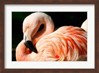 Close-up of a Sleeping Flamingo Fine Art Print