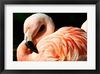 Close-up of a Sleeping Flamingo Fine Art Print