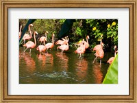 American Flamingoes Wading in Water Fine Art Print