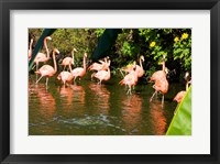 American Flamingoes Wading in Water Fine Art Print