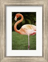 American Flamingo Fine Art Print