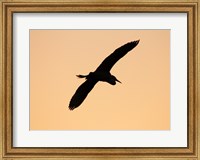Great White Egret in Flight at Twilight, Venice Rookery, Venice, Florida, USA Fine Art Print