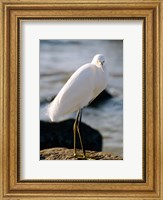 Snowy Egret Standing on Rock by the Water Fine Art Print