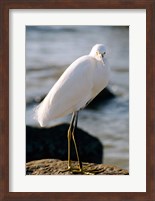 Snowy Egret Standing on Rock by the Water Fine Art Print
