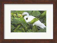 High Angle View of a Great Egret Fine Art Print
