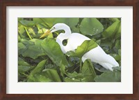 High Angle View of a Great Egret Fine Art Print