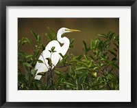 Close-up of a Great Egret Perching on a Branch Fine Art Print