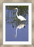 Reflection of a Great Egret in Water Fine Art Print