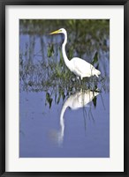 Reflection of a Great Egret in Water Fine Art Print