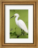 Close-up of a Snowy Egret Wading in Water Fine Art Print
