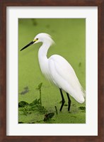 Close-up of a Snowy Egret Wading in Water Fine Art Print