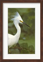 Close-up of a Snowy Egret Fine Art Print