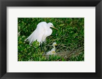 Great Egrets Fine Art Print