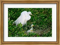 Great Egrets Fine Art Print