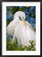 Great Egret - photo Fine Art Print