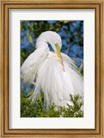 Great Egret - photo Fine Art Print