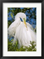 Great Egret - photo Fine Art Print