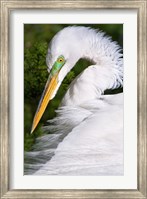 Great Egret - up close Fine Art Print