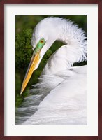 Great Egret - up close Fine Art Print