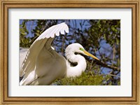 Great Egret - open wings Fine Art Print