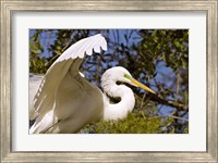 Great Egret - open wings Fine Art Print