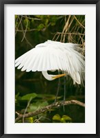 Close-up of a Great White Egret Fine Art Print