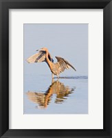 Reflection of Reddish Egret in Water Fine Art Print