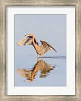 Reflection of Reddish Egret in Water Fine Art Print