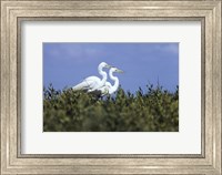 Great Egret - two walking Fine Art Print