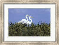 Great Egret - two walking Fine Art Print