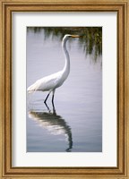 Egret In River Fine Art Print