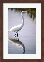 Egret In River Fine Art Print